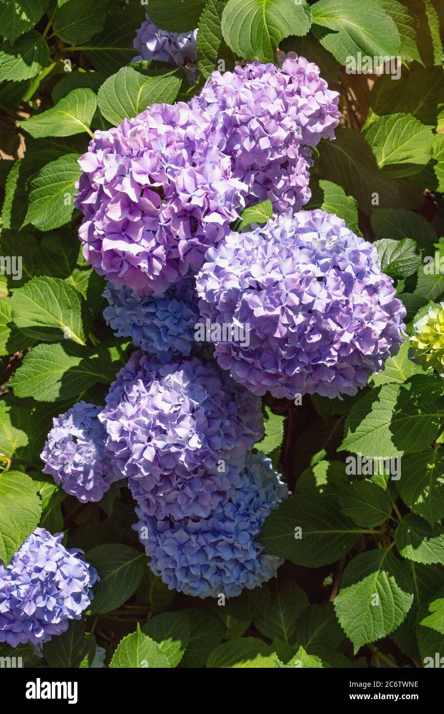 Bellissimi fiori blu di idrangea ( Hydrangea macrophylla ) in giardino Foto Stock
