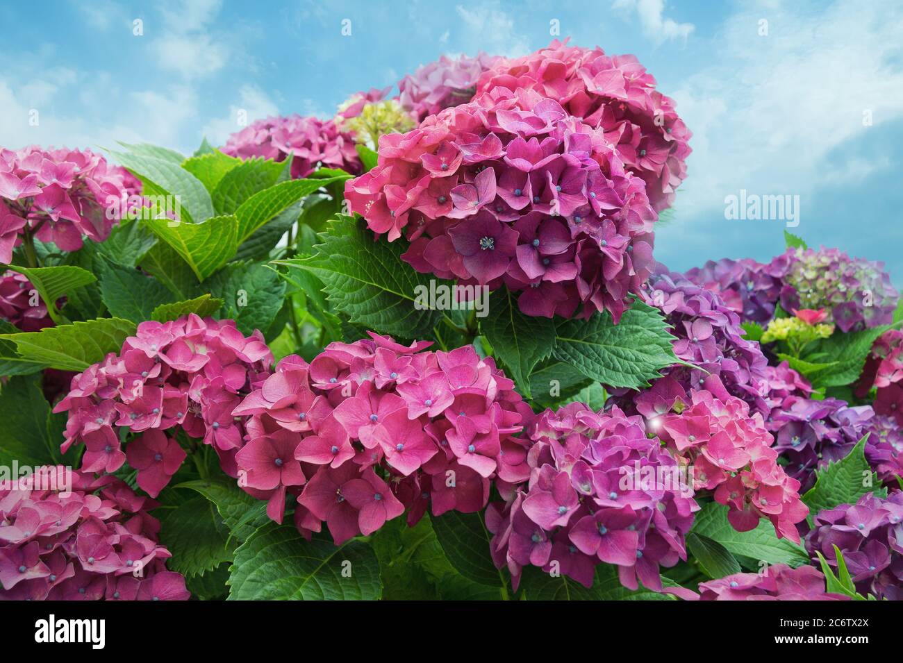 Idrangea fiori contro il cielo Foto Stock