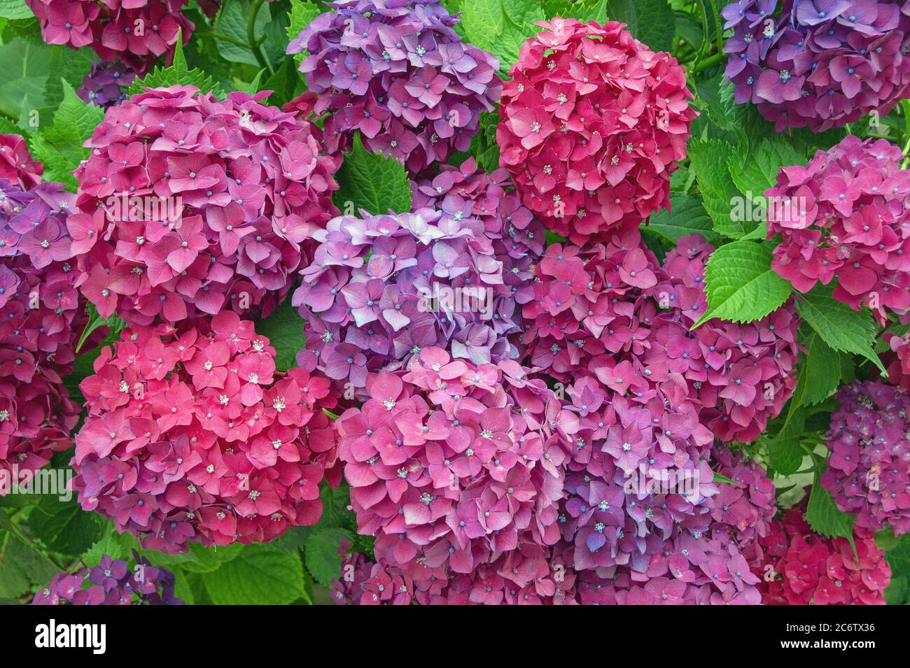 Fiori colorati di Hydrangea ( Hydrangea macrophylla ) nel giardino nella soleggiata giornata estiva Foto Stock