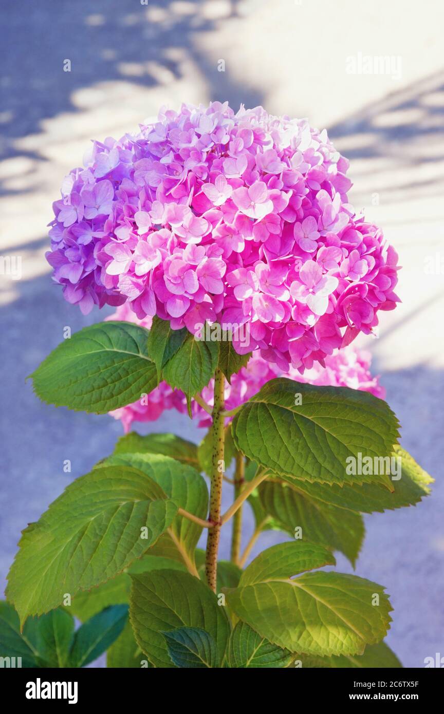 Fiore di Hydrangea ( Hydrangea macrophylla ) nella soleggiata giornata estiva Foto Stock