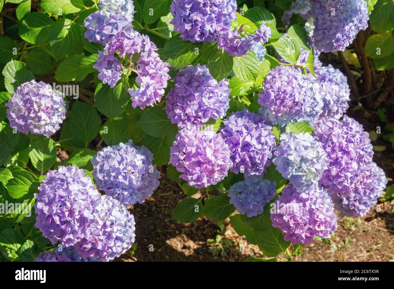 Fiori di Hydrangea ( Hydrangea macrophylla ) nel giardino nella soleggiata giornata estiva Foto Stock