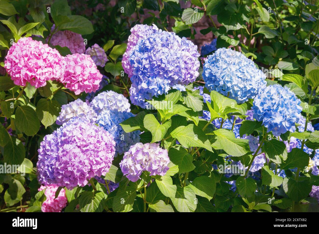 Fiori colorati di Hydrangea ( Hydrangea macrophylla ) nel giardino nella soleggiata giornata estiva Foto Stock