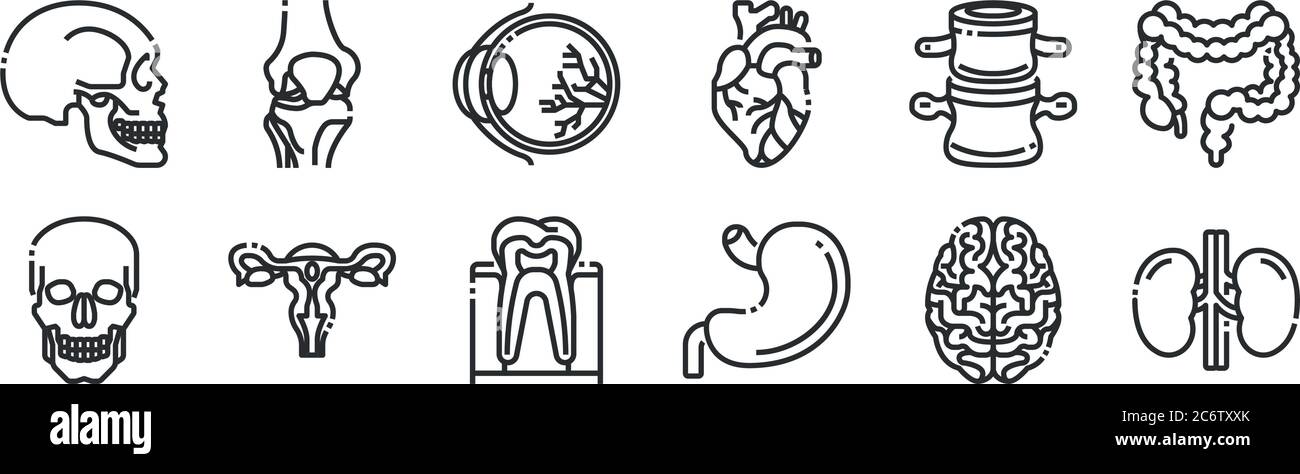 set di 12 icone con contorni sottili come rene, stomaco, utero, colonna vertebrale, palla oculare, ginocchio per il web, cellulare Illustrazione Vettoriale