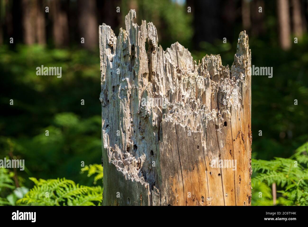 Albero morto, Foresta di Suffolk Foto Stock