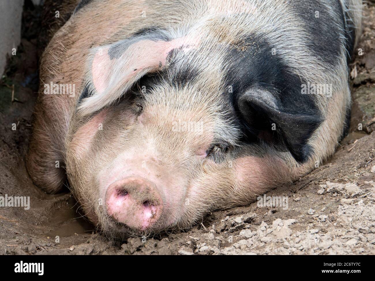 Big Sow prende un pisolino pomeridiano Foto Stock