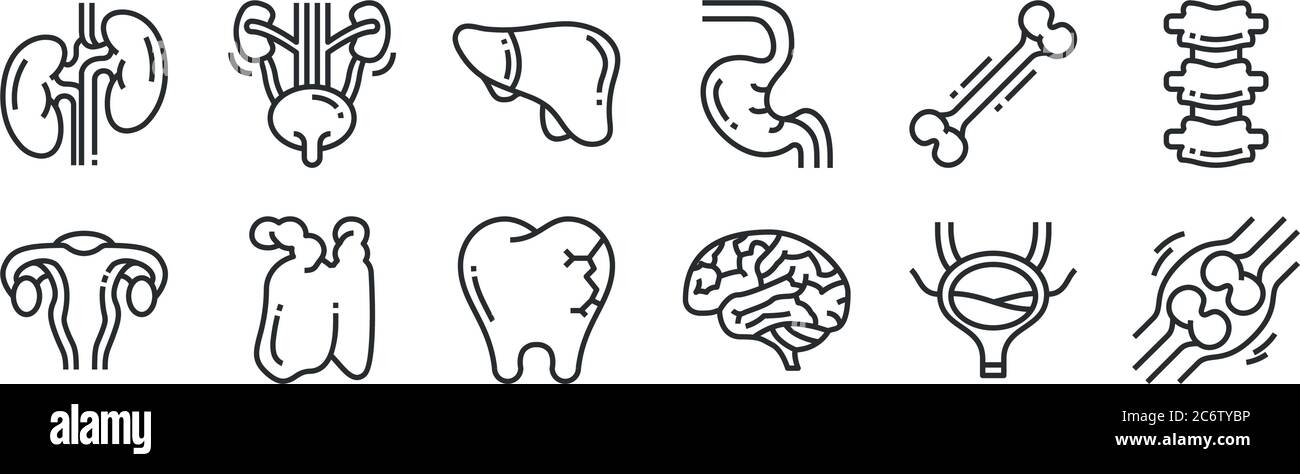 set di 12 icone di contorno sottili come osso, cervello, timo, osso, fegato, urinario per il web, mobile Illustrazione Vettoriale