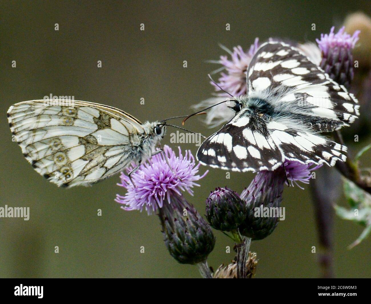 Siewisch, Germania. 09 luglio 2020. Farfalle di boxboard siedono sui fiori di thistle. Le specie di farfalla sono minacciate da un'agricoltura intensiva, perché hanno bisogno di aree di prato ricche di fiori che sono poveri di sostanze nutritive e non sono falciate fino alla fine di luglio. Lì le femmine cadono le loro uova a terra una ad una, a volte durante il volo. A causa della fertilizzazione e della falciatura precoce, tali prati sono diventati rari in molte parti della Germania. Credit: Jens Kalaene/dpa-Zentralbild/ZB/dpa/Alamy Live News Foto Stock