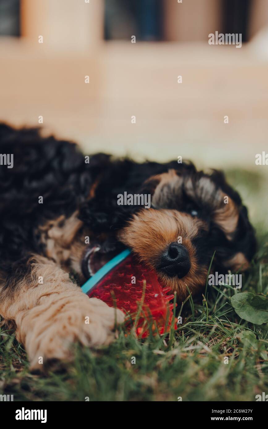 Carino cucciolo di due mesi Cockapoo che gioca con un giocattolo a forma di fetta di anguria in un giardino, fuoco selettivo sul naso. Foto Stock