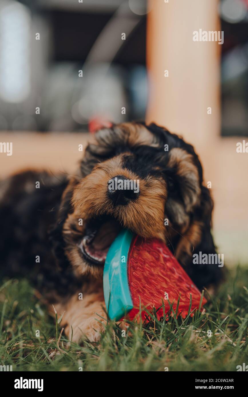 Carino cucciolo di due mesi Cockapoo che gioca con un giocattolo a forma di fetta di anguria in un giardino, fuoco selettivo sul naso. Foto Stock