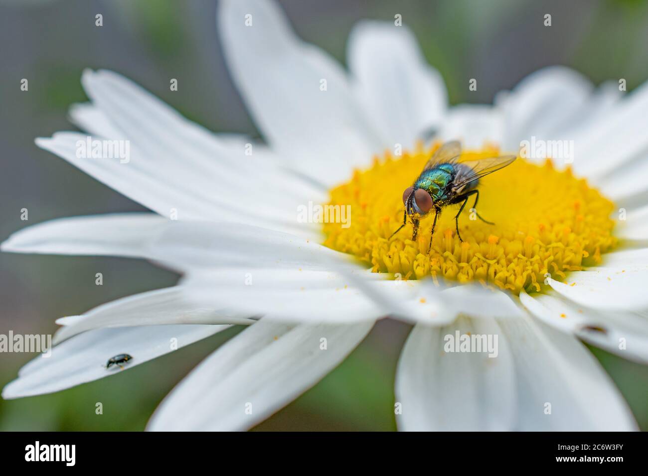 Una testa di primo piano Macro in vista di una bottiglia blu volare che si nutre sul nettare su un fiore margherita che mostra i suoi occhi composti. Foto Stock