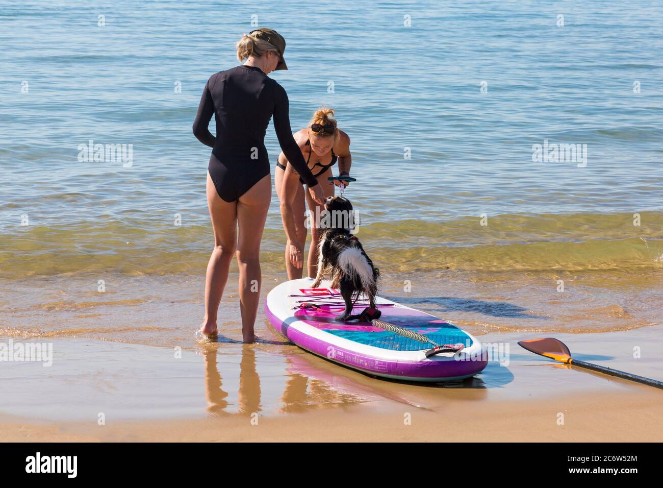 Addestramento del cane Cavalier Re Charles Spaniel cane, re Charles Cavalier Spaniel cane, impara a paddleboard a Poole, Dorset UK nella calda giornata di sole in luglio Foto Stock