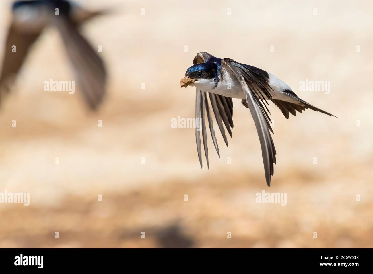 Casa comune Martin (Delichon urbicum meridionale), adulto in volo che porta fango per il nido, Abruzzo, Italia Foto Stock