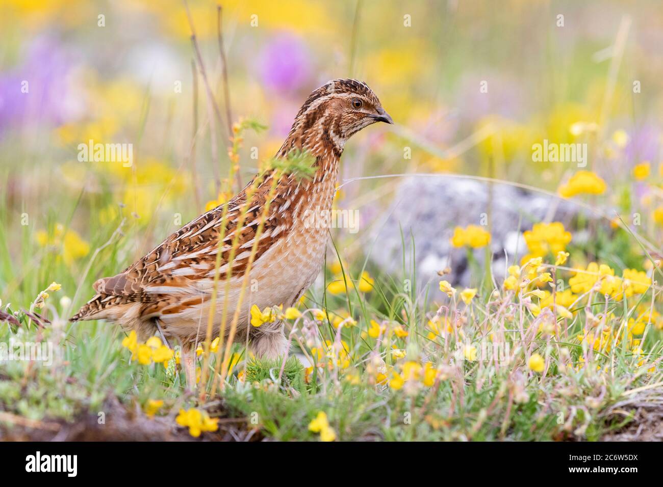 Quaglia comune (Coturnix coturnix), maschio adulto in piedi tra fiori, Campania, Italia Foto Stock