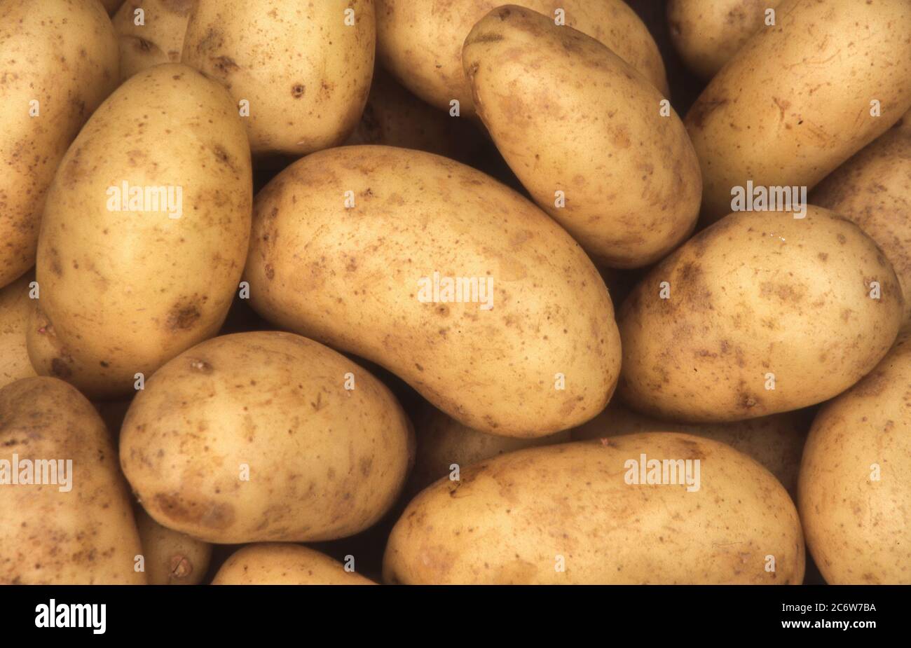 Charlotte patate di fondo che sono una popolare varietà di patate Foto Stock