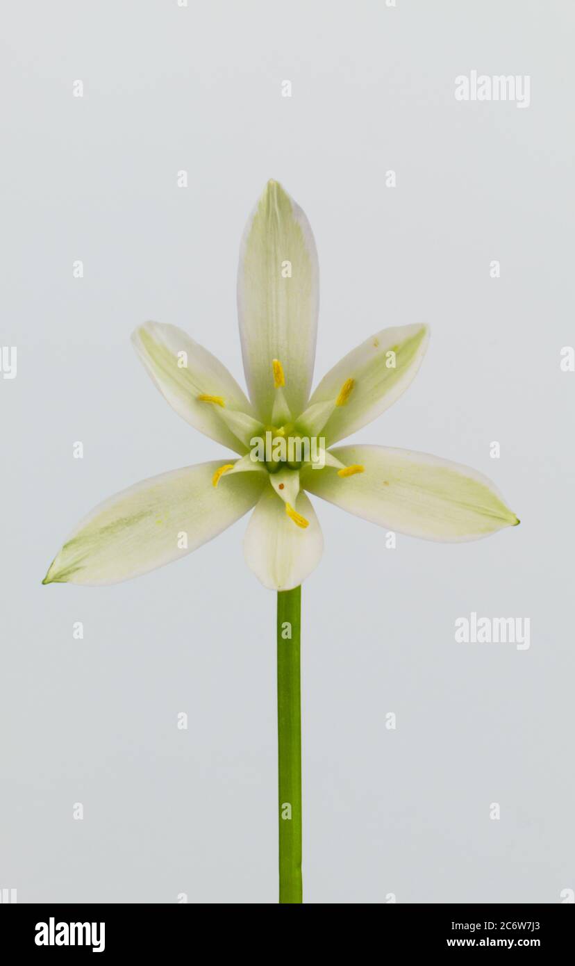 Fiore geometrico isolato Star-of-Betlemme, Grass Lily, NAP-at-Noon, Eleven-o'clock Lady, nome scientifico Ornithogalum umbellatum Foto Stock