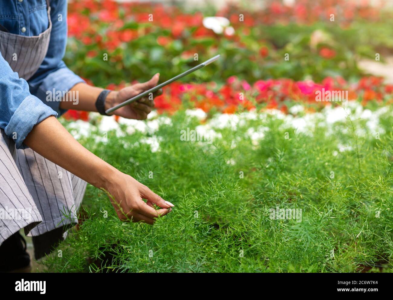 Controllo moderno in serra. Ragazza afroamericana con compresse assegni foglie Foto Stock