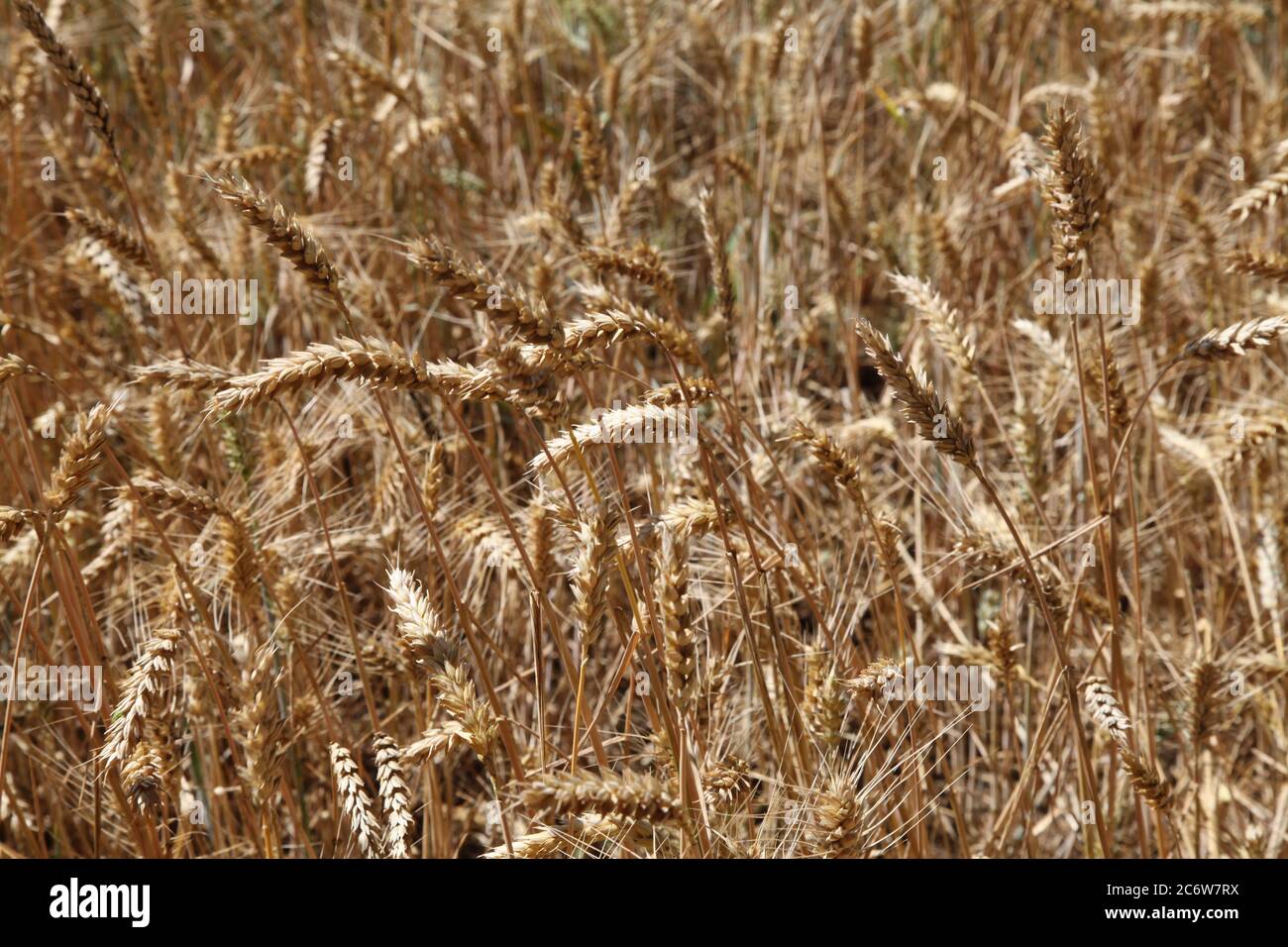 Grano che cresce in campi d'oro Surrey, UK, Primavera 2020 Foto Stock