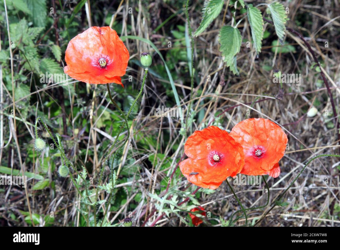 Papavero di mais (rhoeas di Papaver) che cresce naturalmente a lato di campo. PAPAVERI di mais, papaveri delle Fiandre rosse. Foto Stock
