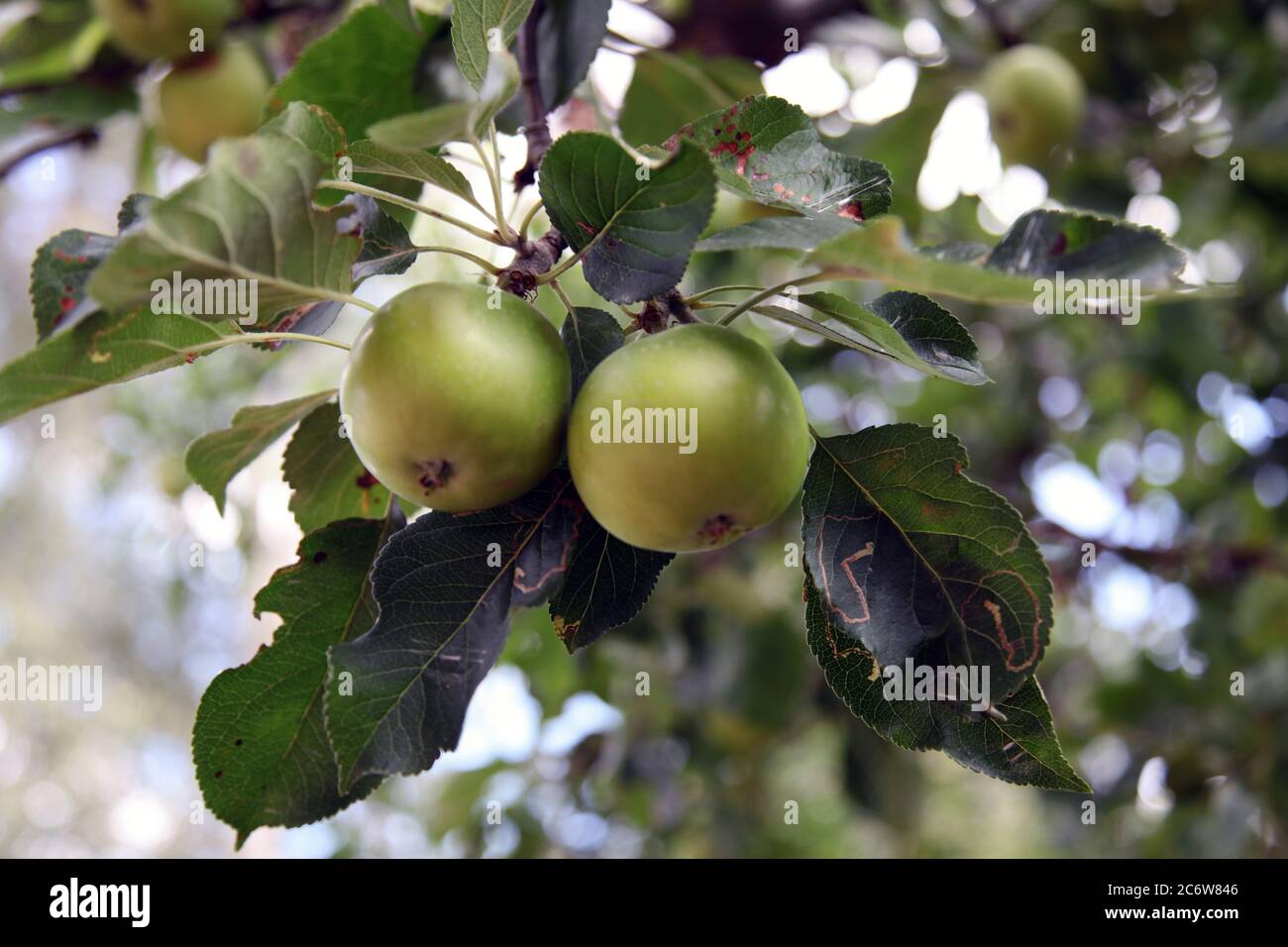 Mele giovani immature che crescono su albero nel giardino britannico, primavera 2020 Foto Stock