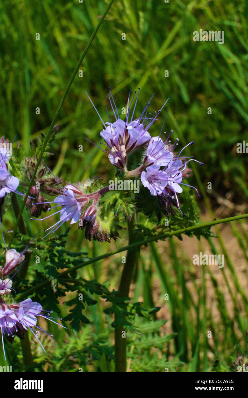 Una tansy viola che cresce nel prato nel mezzo di alte erbacce, i nomi comuni sono pazzia phacelia, tansy blu o tansy viola, nome scientifico Phacelia Foto Stock