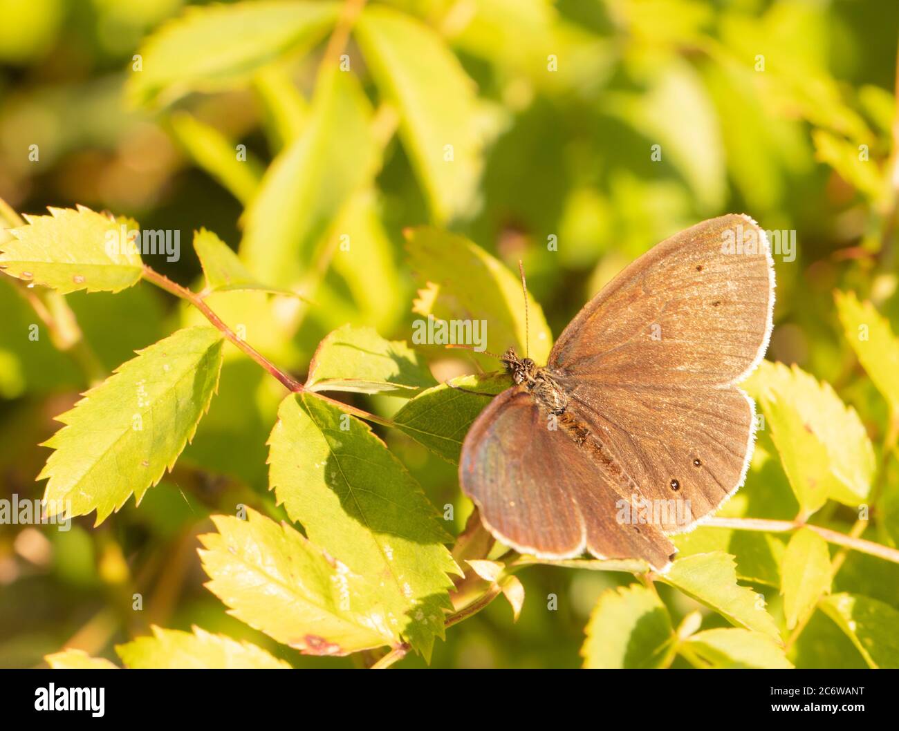 Ringlet Butterfly, arroccato sulla vegetazione in un prato, Regno Unito Bedfordshire Foto Stock