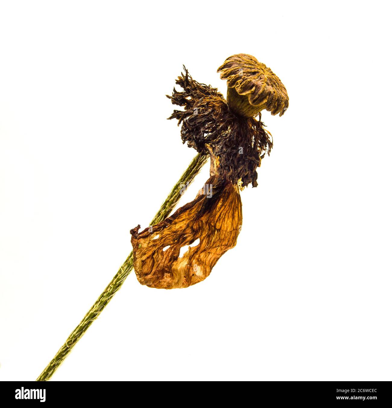 Cialde di semi di papavero essiccate disposte artisticamente su uno sfondo bianco che mette in risalto le loro texture e forme uniche Foto Stock