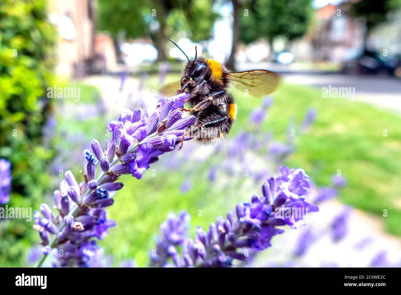 Brighton UK, 11 luglio 2020: Api che raccolgono polline dalla lavanda a Horsham, Sussex occidentale Foto Stock