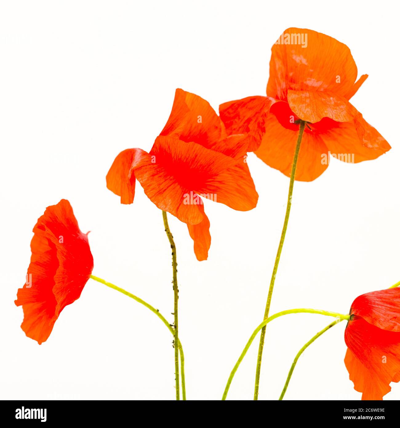 Fiori di papavero rosso brillante disposti elegantemente con uno sfondo chiaro durante un pomeriggio di sole Foto Stock