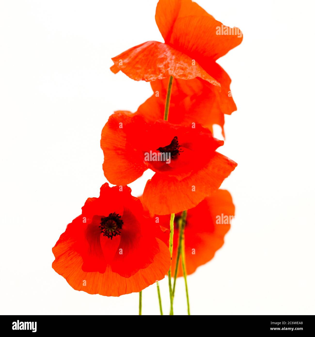 Fiori di papavero rosso brillante disposti elegantemente con uno sfondo chiaro durante un pomeriggio di sole Foto Stock