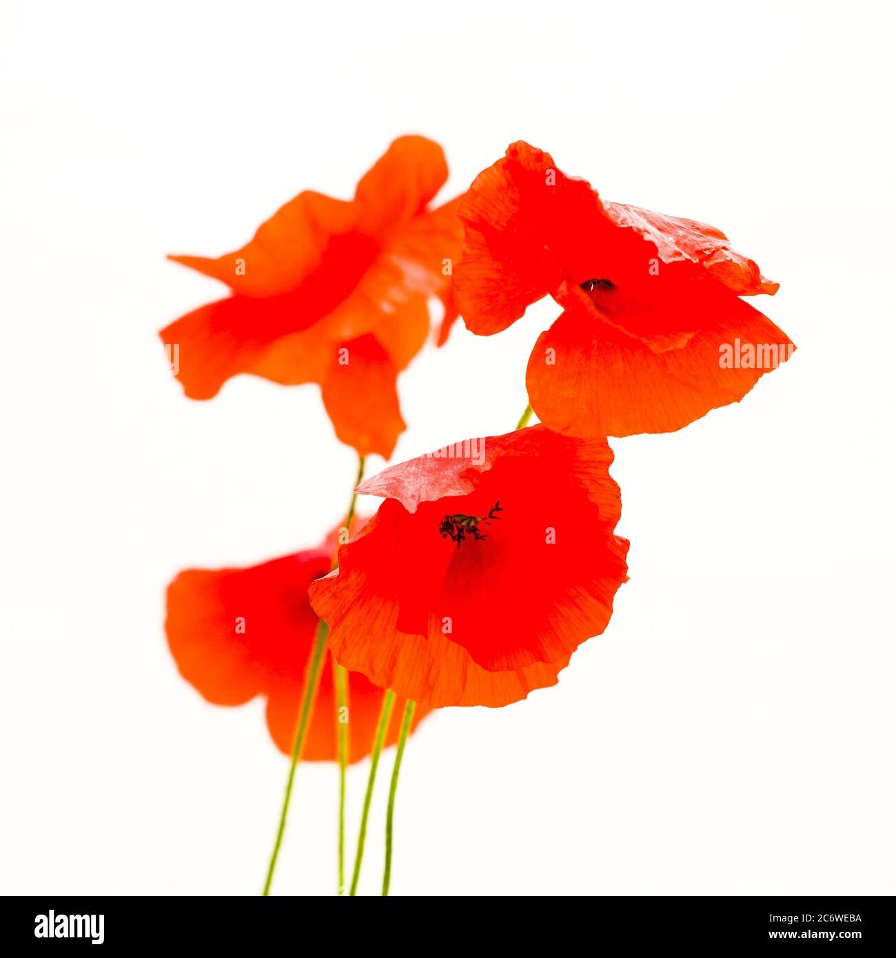 Fiori di papavero rosso brillante disposti elegantemente con uno sfondo chiaro durante un pomeriggio di sole Foto Stock