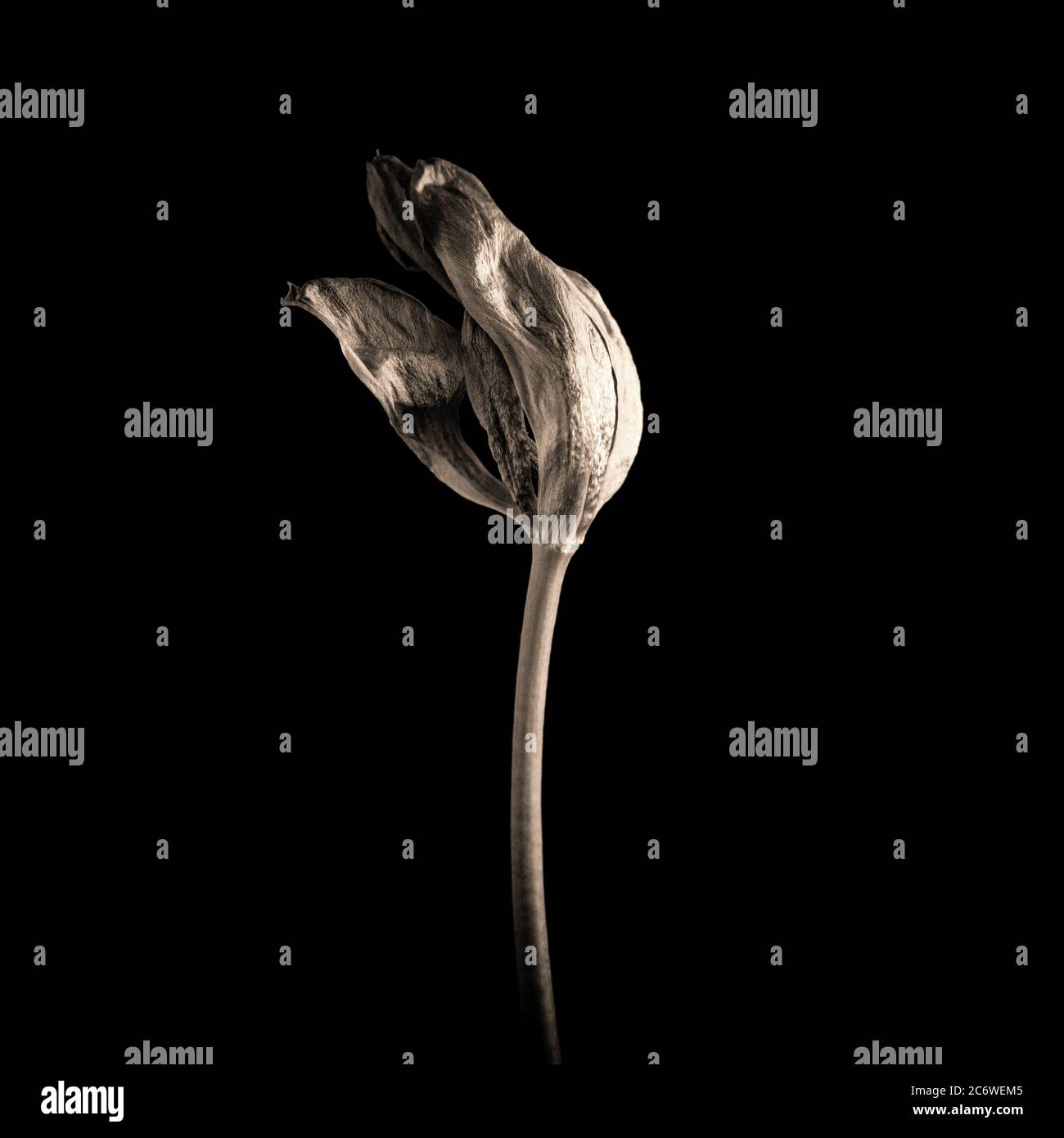 Stelo di fiori secchi con delicati petali su sfondo nero in un display minimalista Foto Stock