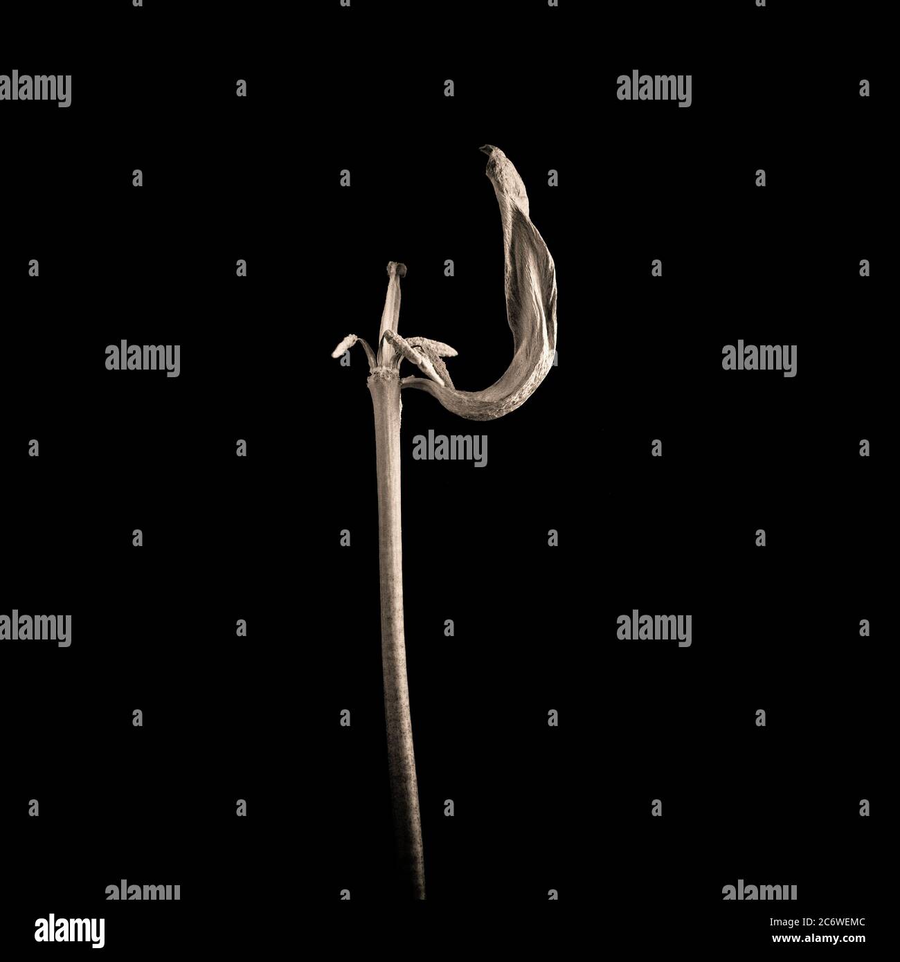 Stelo di fiori secchi con delicati petali su sfondo nero in un display minimalista Foto Stock