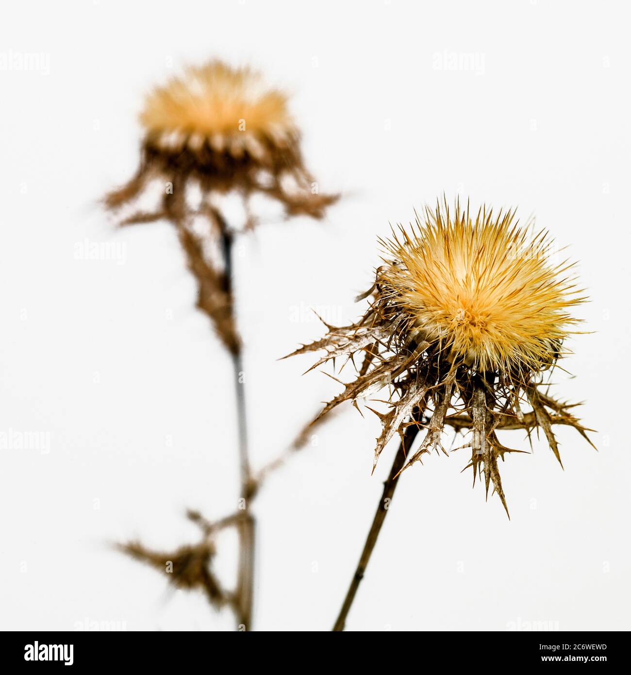 Uniche piante secche di cardo alte su uno sfondo liscio che mostra texture intricate e bellezza naturale Foto Stock