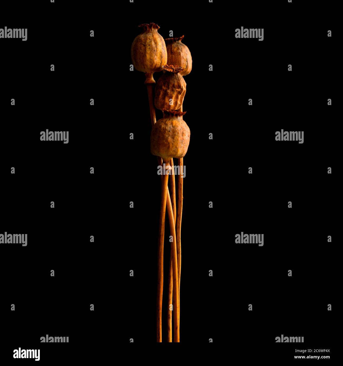 Teste di semi papavero con steli lunghi visualizzate su sfondo nero per lo studio artistico Foto Stock