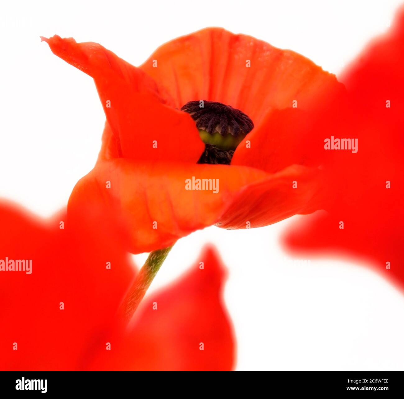 Il vivace papavero rosso fiorisce su un morbido sfondo bianco che mette in risalto i petali delicati e i colori contrastanti Foto Stock