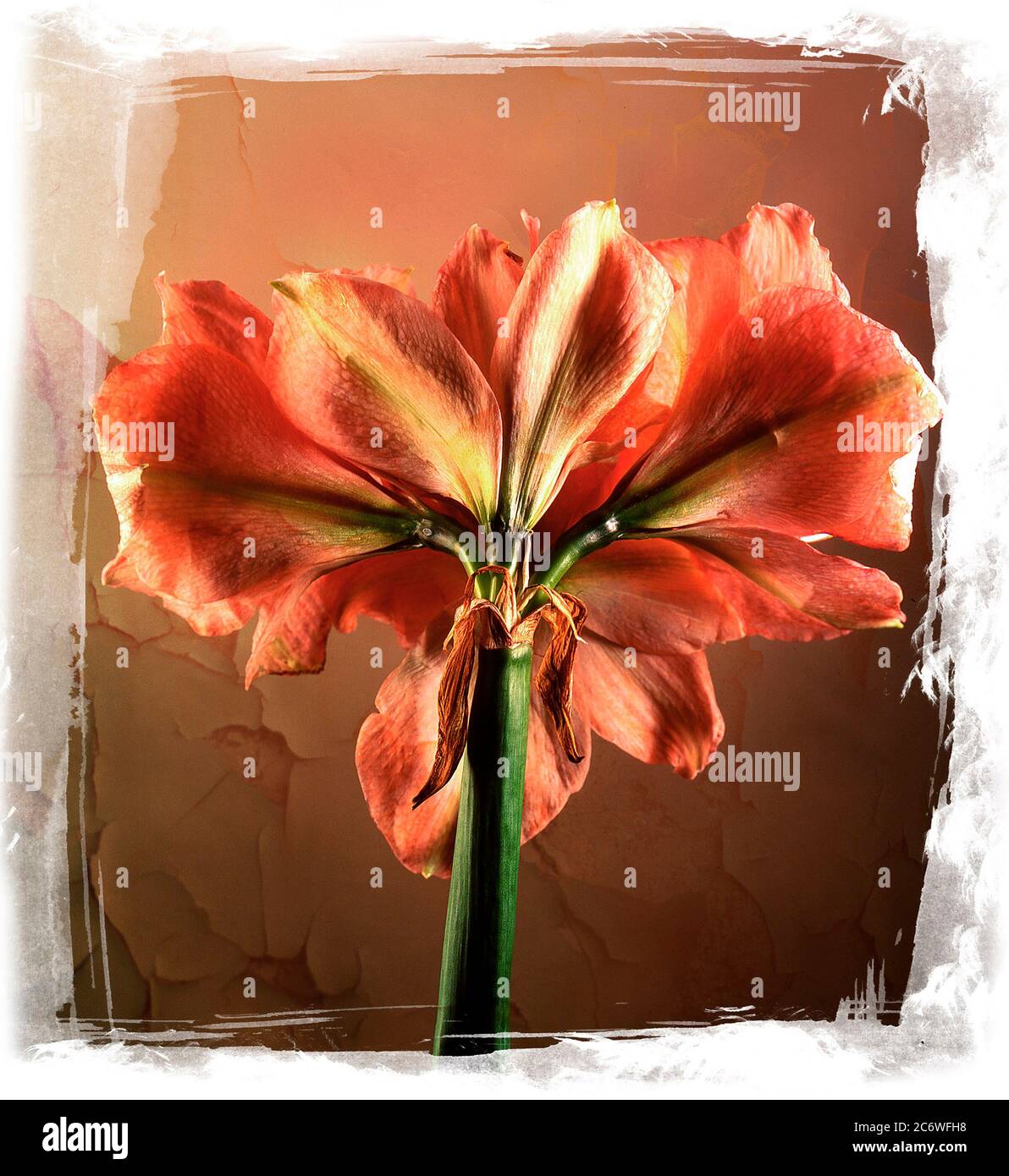 Basso angolo di fioritura del fiore amaryllis che presenta colori vivaci in una disposizione delicata Foto Stock