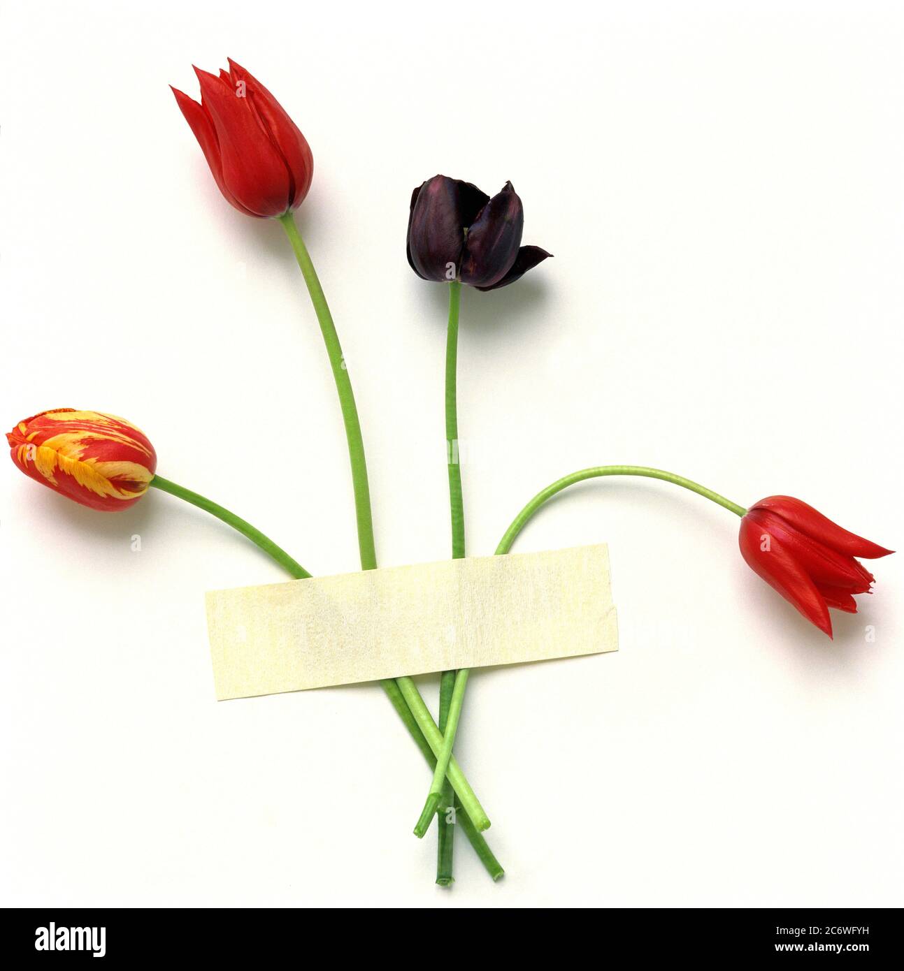 Tulipani ben disposti con nastro adesivo su sfondo bianco che esalta colori vivaci ed eleganza floreale Foto Stock