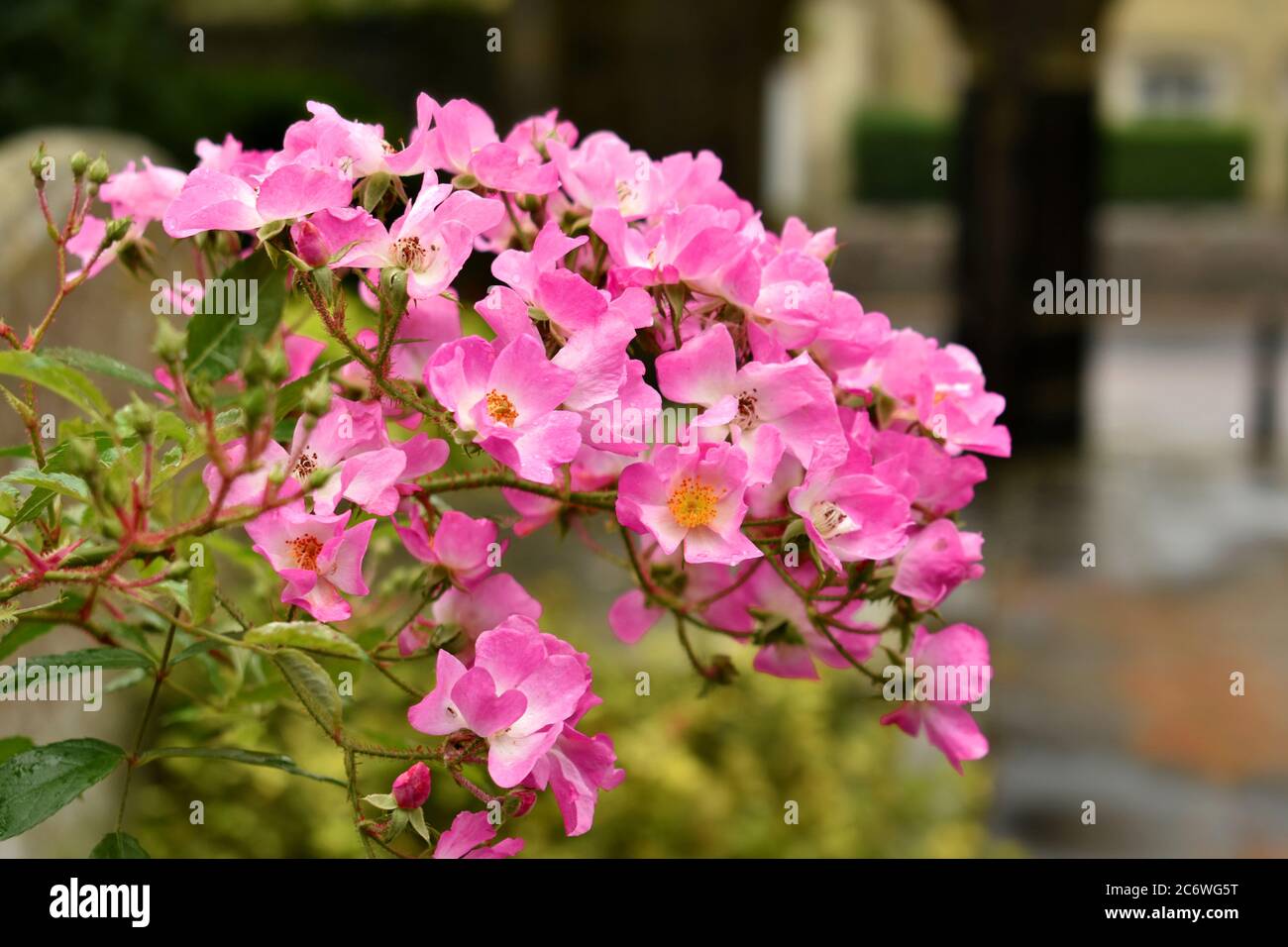 Primo piano di rose selvatiche rosa durante l'estate al sole del Mediterraneo Foto Stock