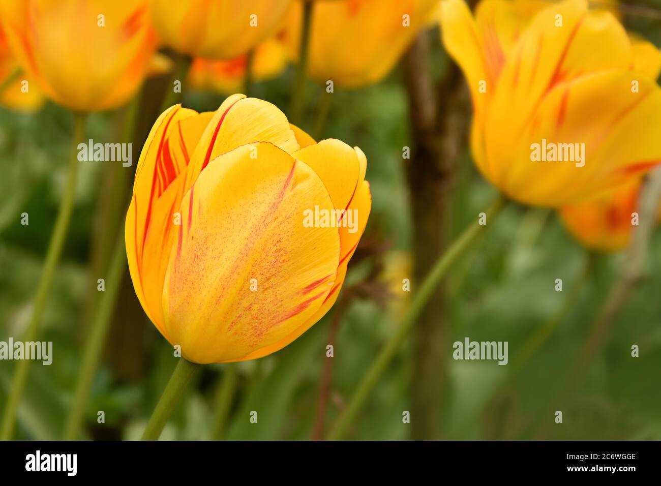 Primo piano di tulipani gialli luminosi che ondeggiano nella brezza in primavera Foto Stock