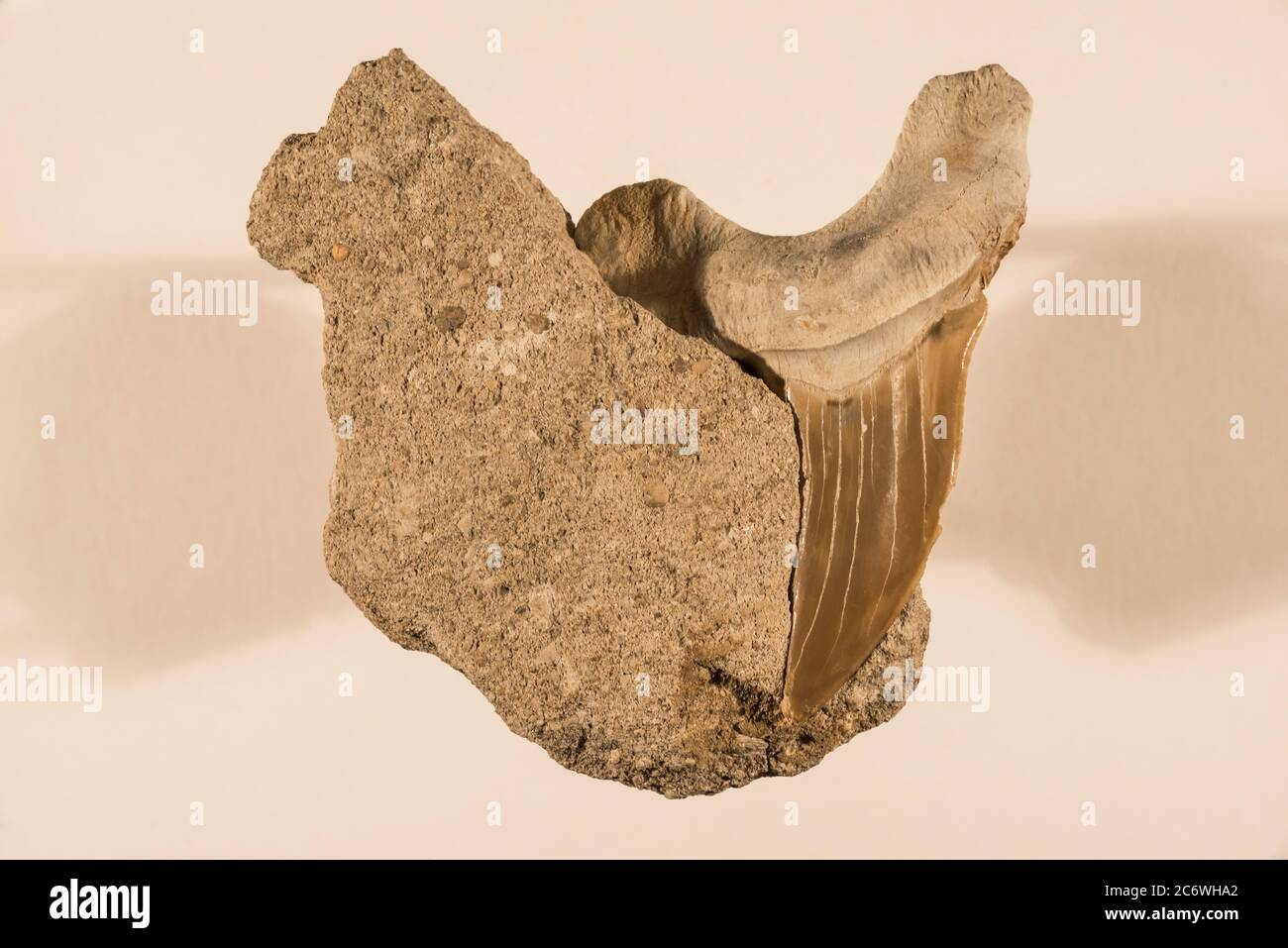 Dente di squalo fossile, di Bruce Montagne/Dembinsky Photo Assoc Foto Stock