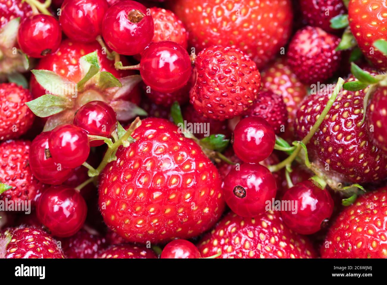 Frutti rossi a struttura intera con primo piano di fragole mature e succose, fragole selvatiche e ribes rosso Foto Stock