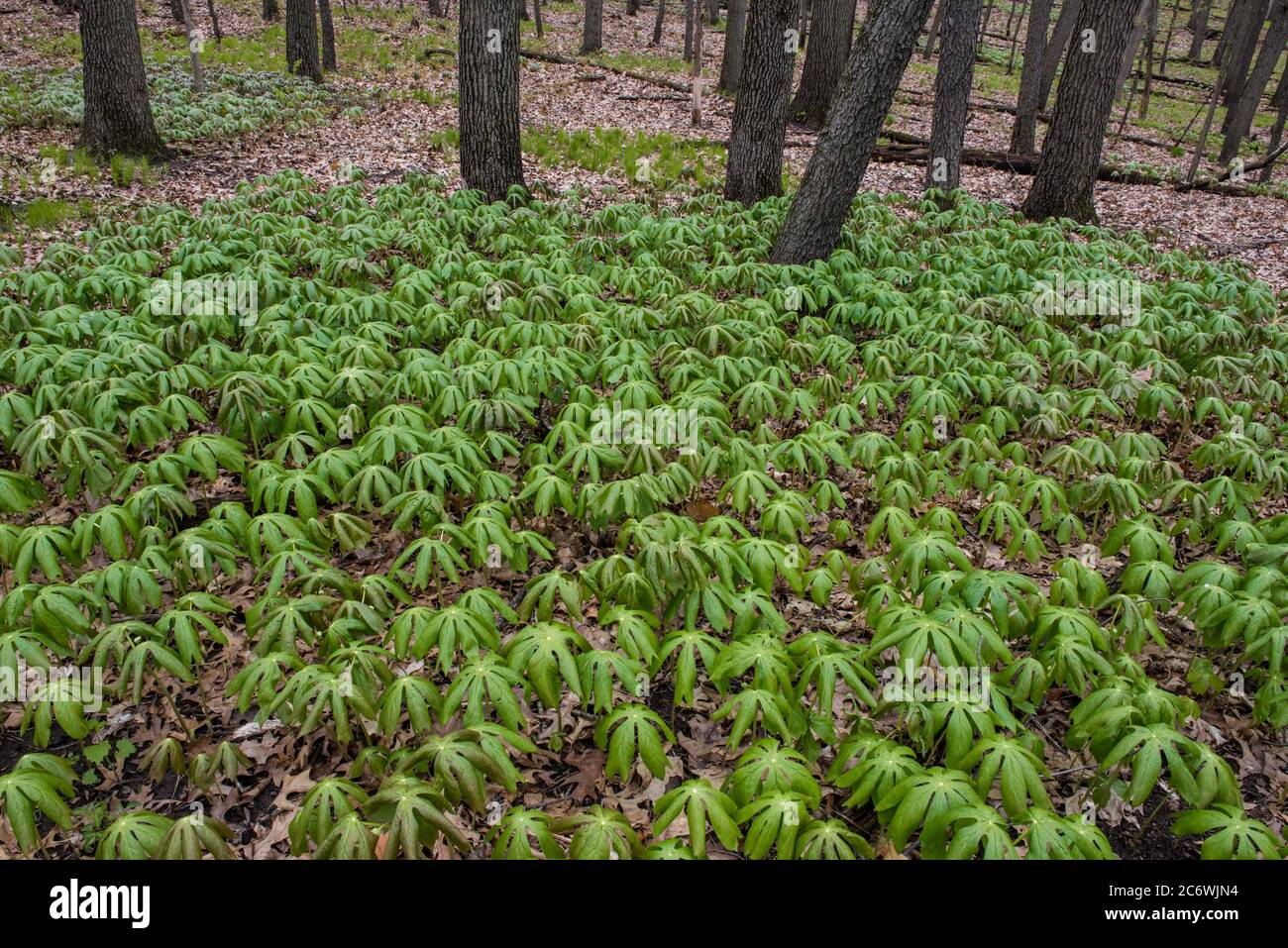 Mayapple (Podophyllum peltatum), Primavera, e foresta decidua, e USA, di Bruce Montagne/Dembinsky Photo Assoc Foto Stock