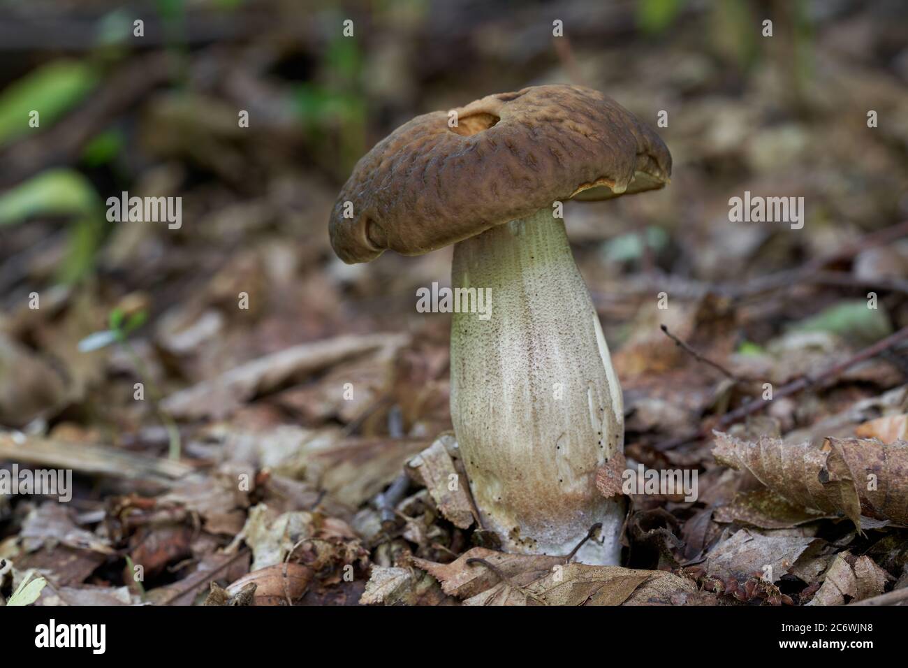 Fungo commestibile Leccinum pseudosscabrum in una foresta decidua. Noto come Hazel Bolete. Funghi commestibili selvatici con coppa marrone, che cresce nelle foglie. Foto Stock