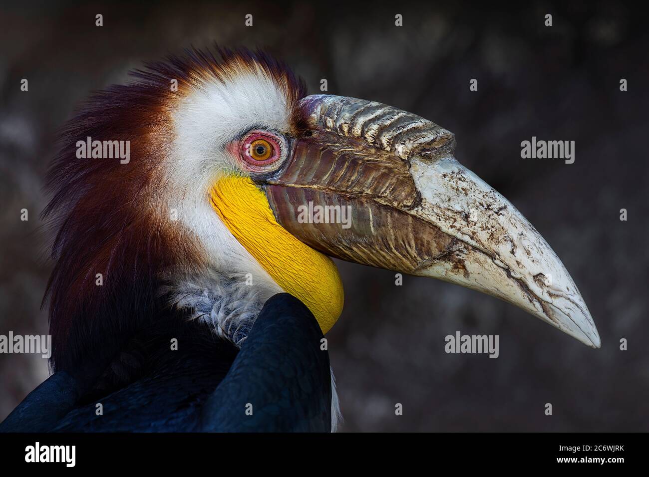 Primo piano ritratto di una grande hornbill. Hornbill maschio in busta comune. Foto Stock