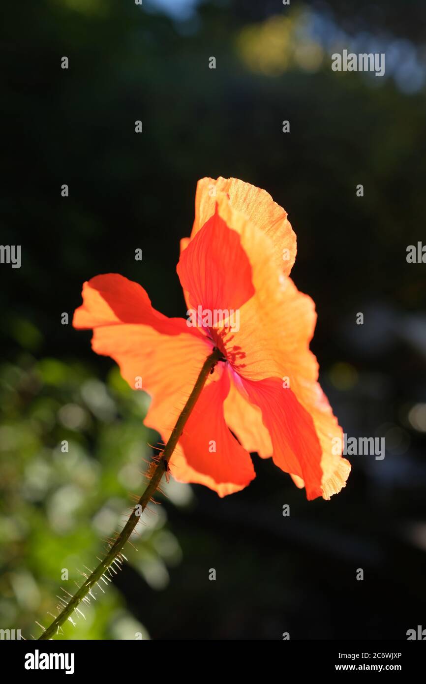 Papavero alla luce del mattino con un bagliore rosso che brilla attraverso le foglie Foto Stock