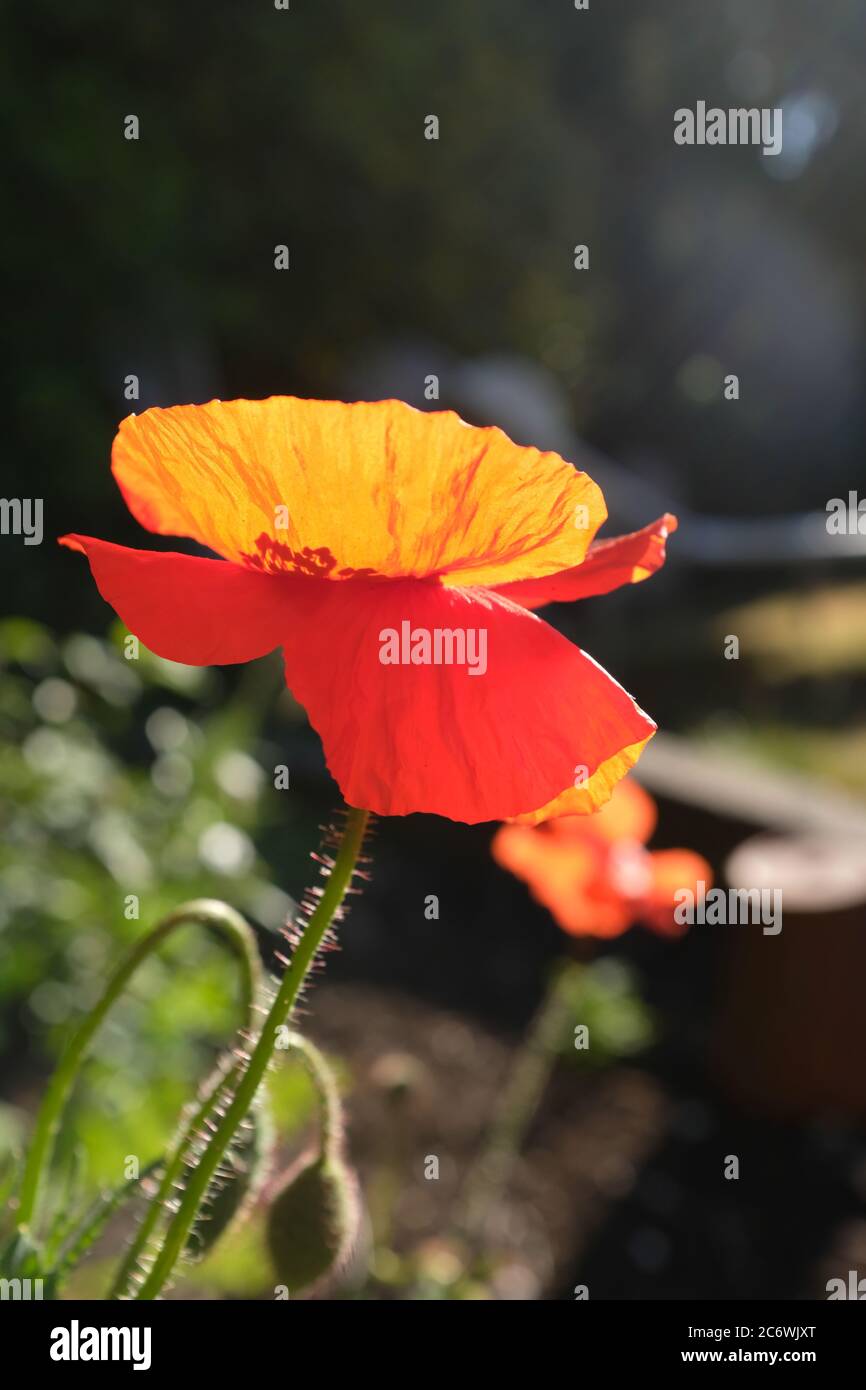 Papavero alla luce del mattino con un bagliore rosso che brilla attraverso le foglie Foto Stock
