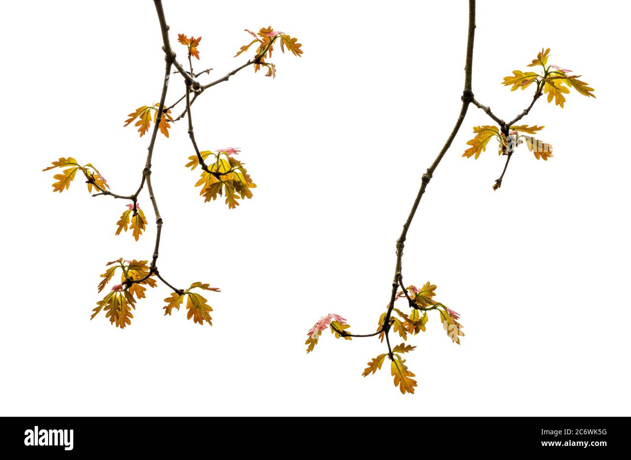 White Oak (Quercus alba), Spring, e USA, di Bruce Montagne/Dembinsky Photo Assoc Foto Stock