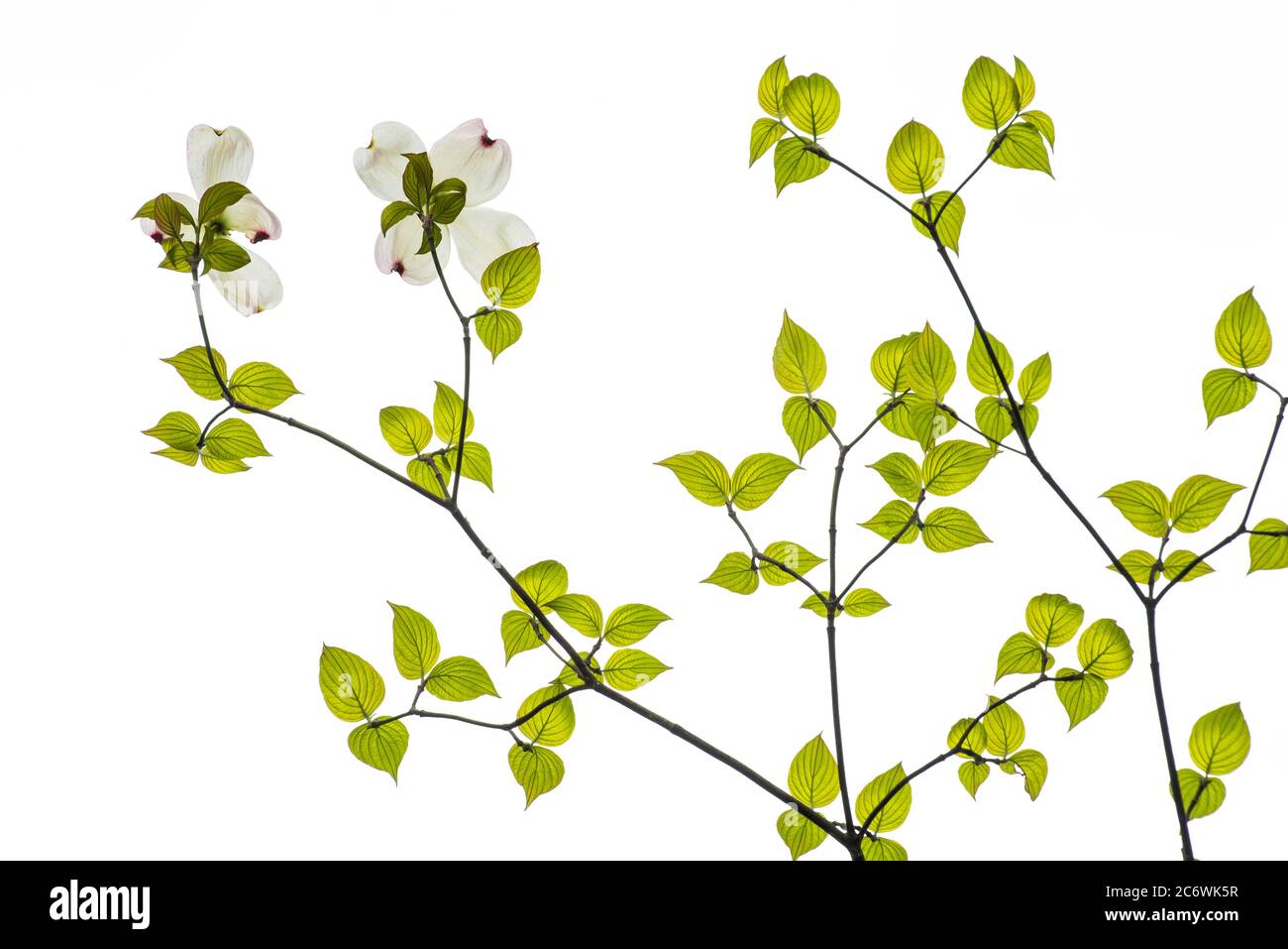 Fiore di Dogwood (Cornus florida), e USA, Primavera, di Bruce Montagne/Dembinsky Photo Assoc Foto Stock