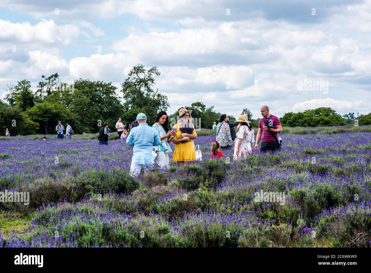 Visitatori in Lavender fattoria fotografare con la famiglia in telefoni cellulari Foto Stock