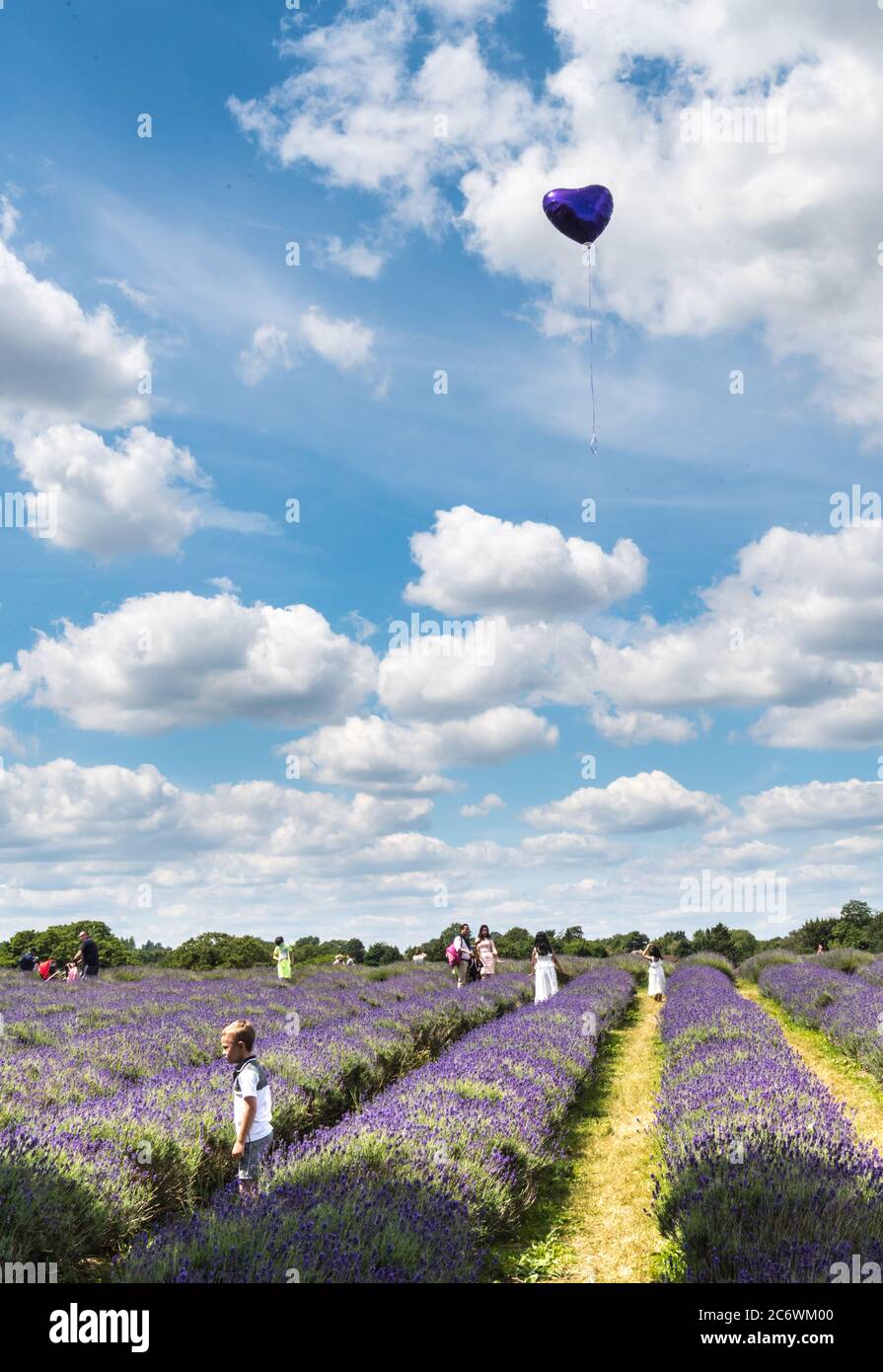 Deluso bambino dopo mongolfiera vola via in Lavender fattoria Foto Stock